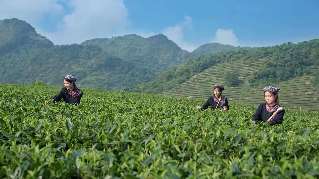 赏|积庆里红茶谷翠玉连绵，一杯好茶，一方