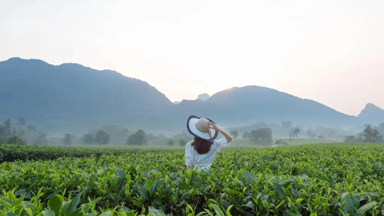 在积庆里，还能亲手采摘茶青、体验种茶。从