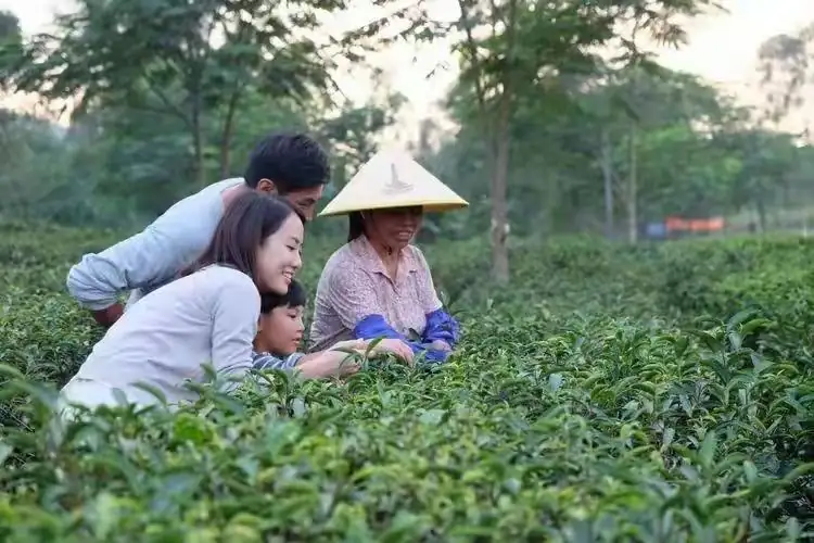 70年国营老茶厂华丽转身，除翠玉连绵的茶