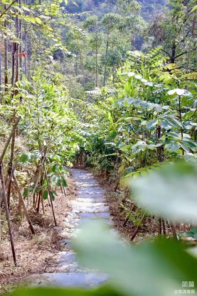 山顶民宿阶梯路
