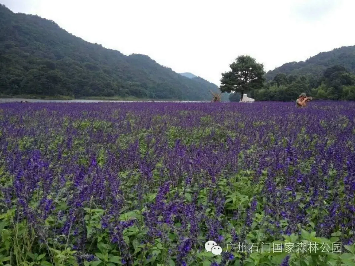 云泉路7号 ·6房10床(全套间) ·从化富力泉·奢华欧式 独立K房 泳池别墅